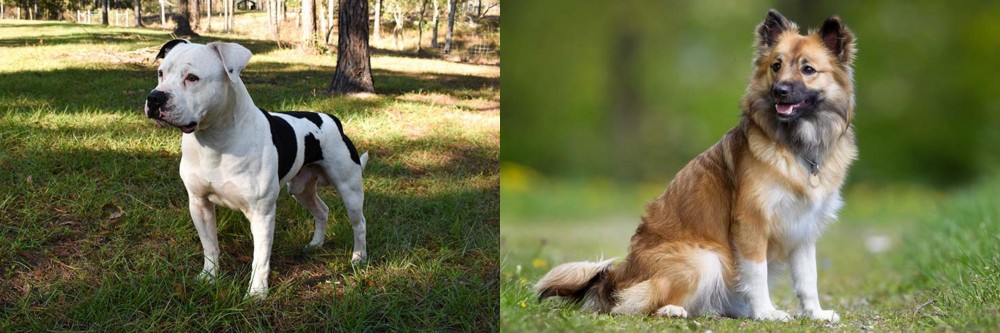 Icelandic Sheepdog vs American Bulldog - Breed Comparison