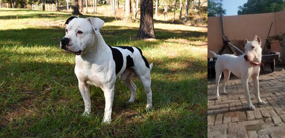 Indian Bull Terrier vs American Bulldog - Breed Comparison