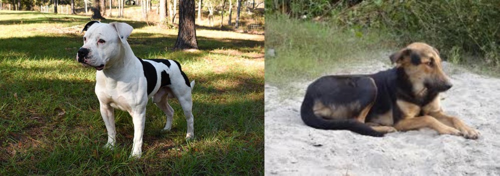 Indian Pariah Dog vs American Bulldog - Breed Comparison