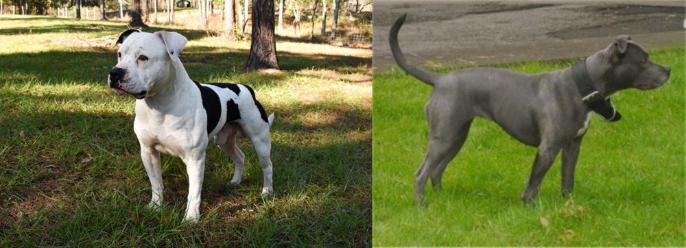 Irish Bull Terrier vs American Bulldog - Breed Comparison