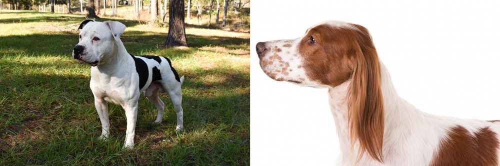 Irish Red and White Setter vs American Bulldog - Breed Comparison