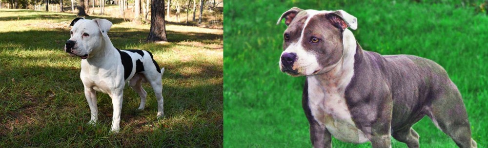 Irish Staffordshire Bull Terrier vs American Bulldog - Breed Comparison