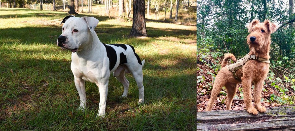 Irish Terrier vs American Bulldog - Breed Comparison
