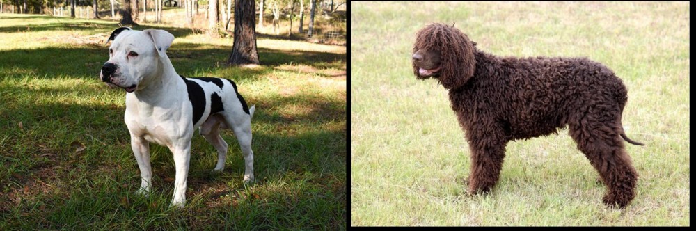 Irish Water Spaniel vs American Bulldog - Breed Comparison