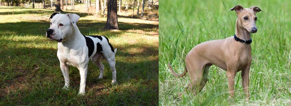 Italian Greyhound vs American Bulldog - Breed Comparison