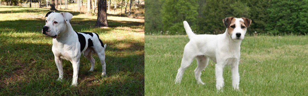 Jack Russell Terrier vs American Bulldog - Breed Comparison