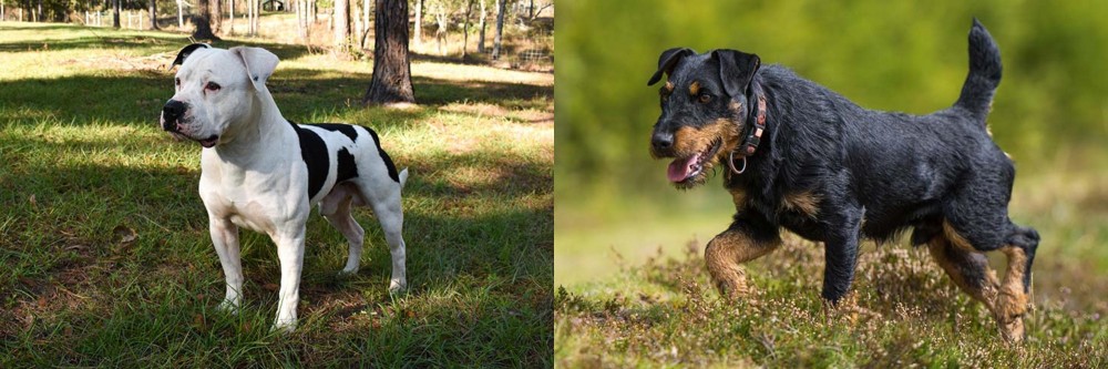 Jagdterrier vs American Bulldog - Breed Comparison