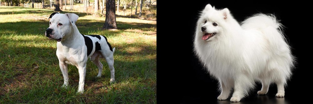 Japanese Spitz vs American Bulldog - Breed Comparison