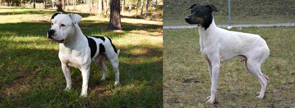 Japanese Terrier vs American Bulldog - Breed Comparison
