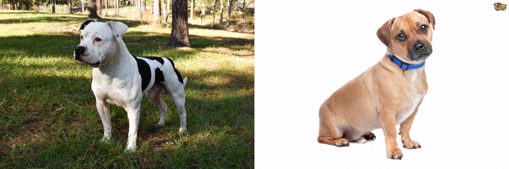 Jug vs American Bulldog - Breed Comparison