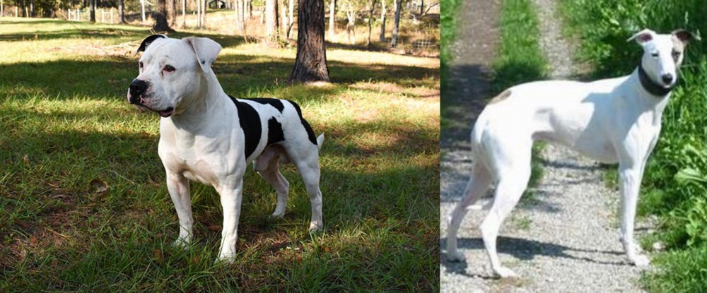 Kaikadi vs American Bulldog - Breed Comparison