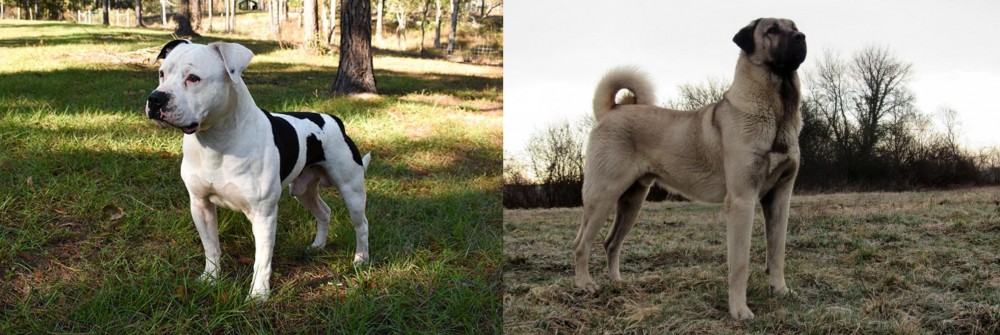Kangal Dog vs American Bulldog - Breed Comparison