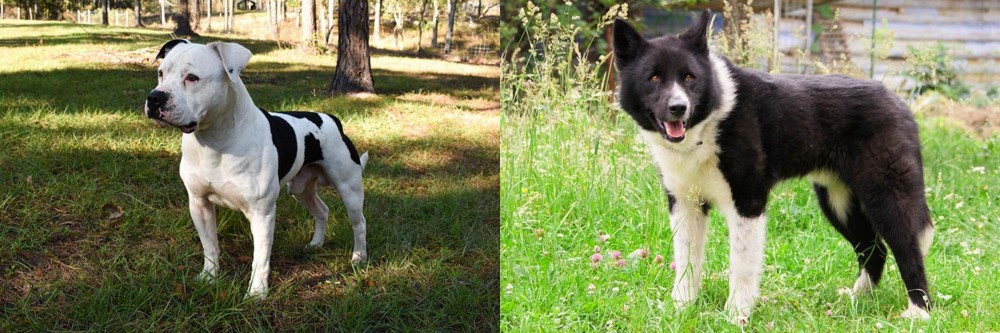 Karelian Bear Dog vs American Bulldog - Breed Comparison