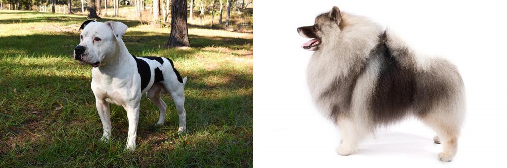 Keeshond vs American Bulldog - Breed Comparison