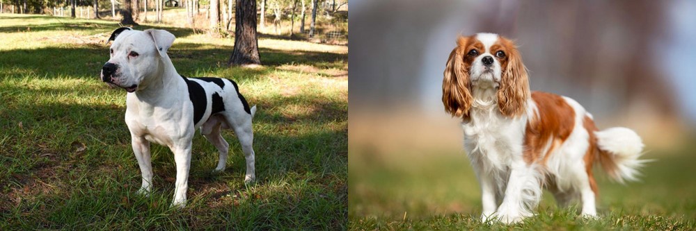 King Charles Spaniel vs American Bulldog - Breed Comparison