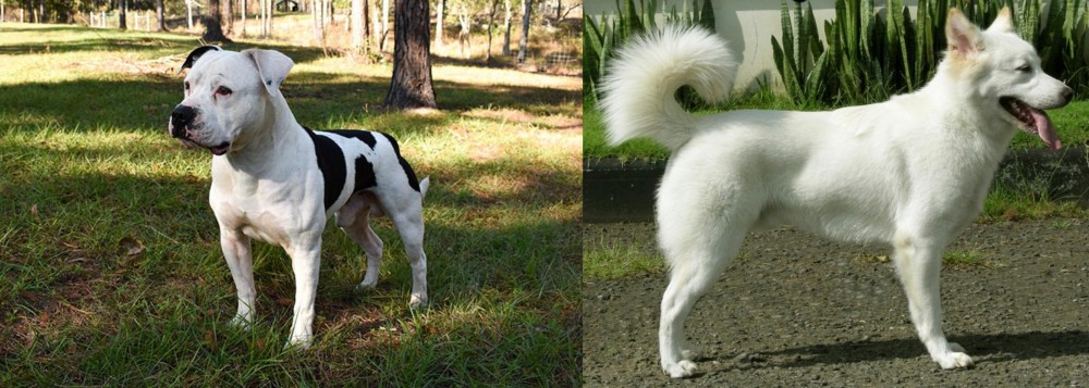 Kintamani vs American Bulldog - Breed Comparison