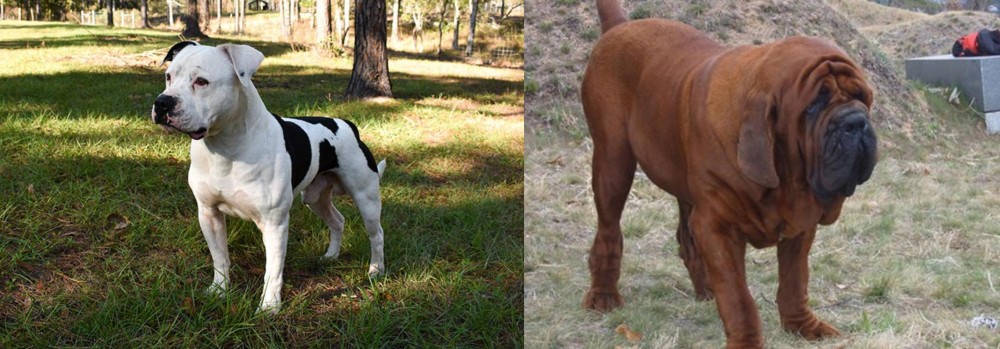 Korean Mastiff vs American Bulldog - Breed Comparison