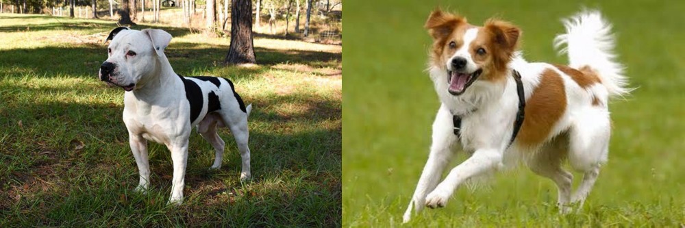 Kromfohrlander vs American Bulldog - Breed Comparison