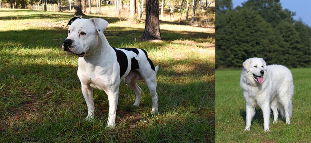 Kuvasz vs American Bulldog - Breed Comparison