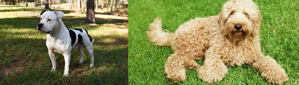 Labradoodle vs American Bulldog - Breed Comparison