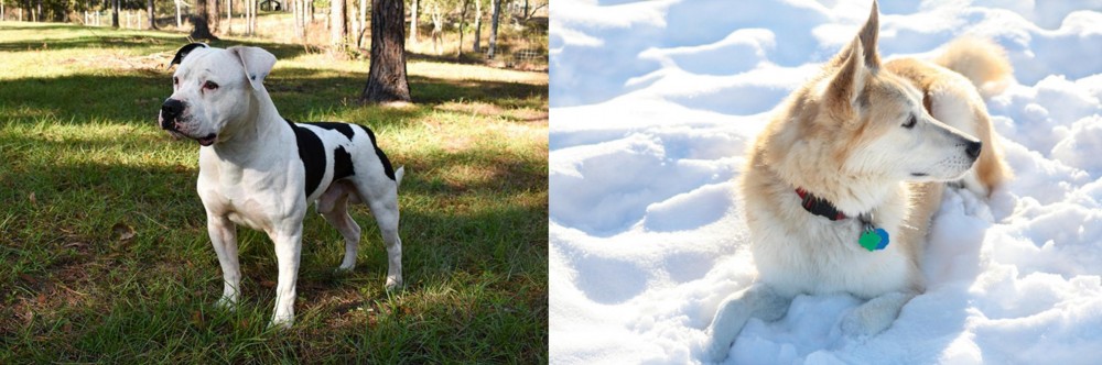 Labrador Husky vs American Bulldog - Breed Comparison