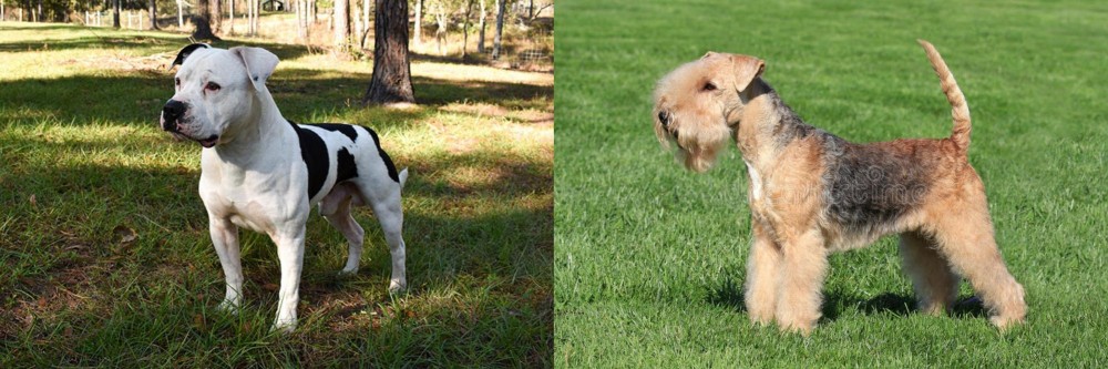 Lakeland Terrier vs American Bulldog - Breed Comparison