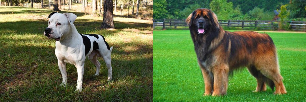 Leonberger vs American Bulldog - Breed Comparison