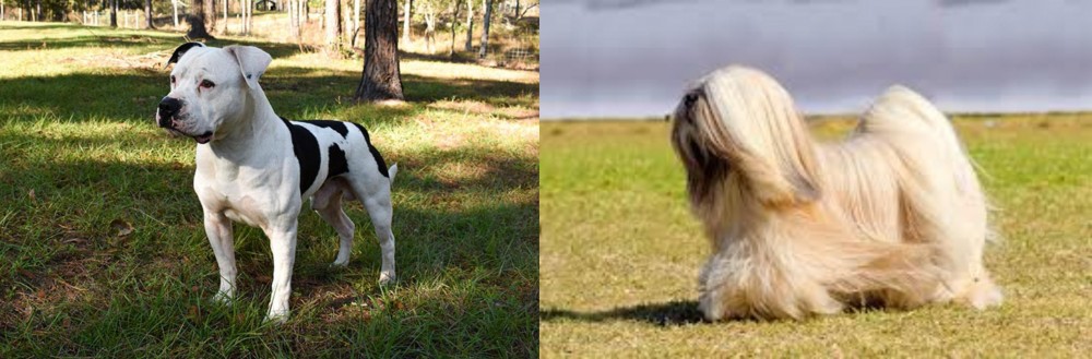 Lhasa Apso vs American Bulldog - Breed Comparison