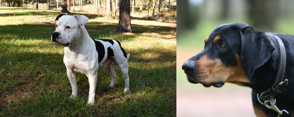 Lithuanian Hound vs American Bulldog - Breed Comparison