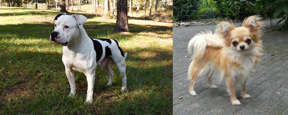 Long Haired Chihuahua vs American Bulldog - Breed Comparison