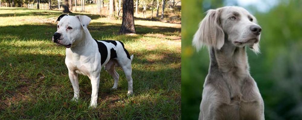 Longhaired Weimaraner vs American Bulldog - Breed Comparison