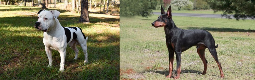 Manchester Terrier vs American Bulldog - Breed Comparison