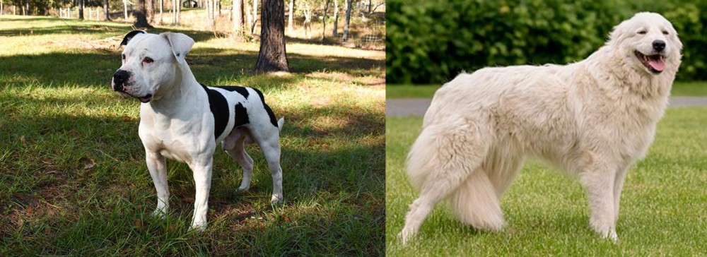 Maremma Sheepdog vs American Bulldog - Breed Comparison