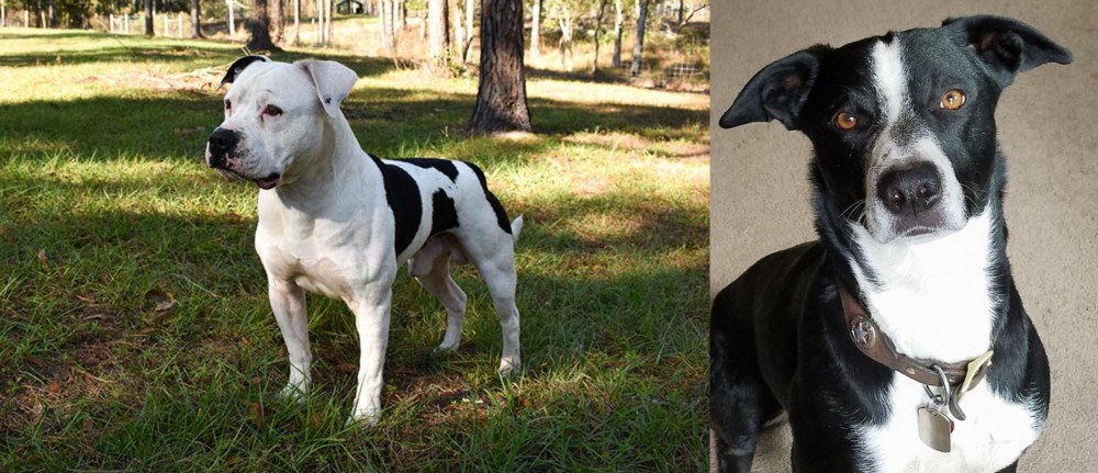 McNab vs American Bulldog - Breed Comparison