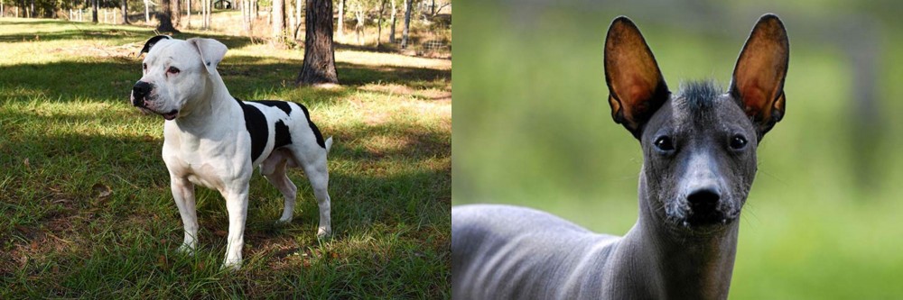 Mexican Hairless vs American Bulldog - Breed Comparison