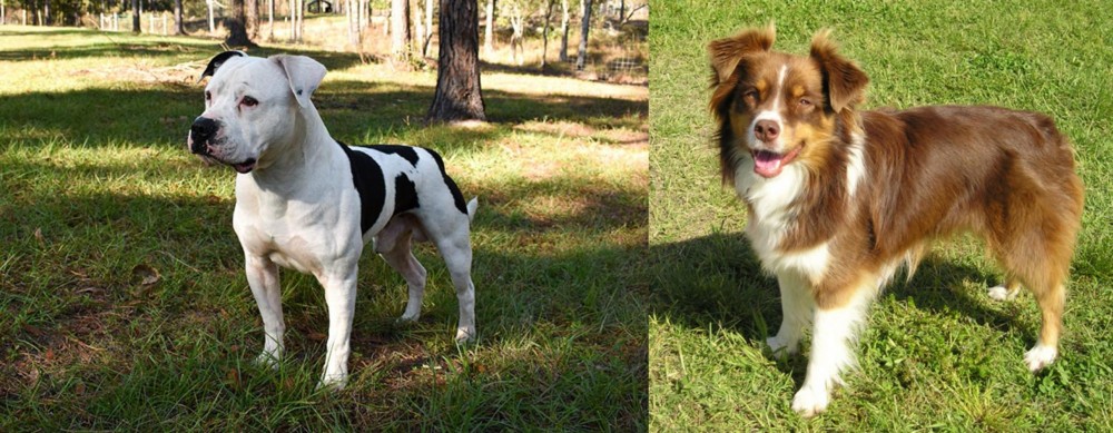Miniature Australian Shepherd vs American Bulldog - Breed Comparison