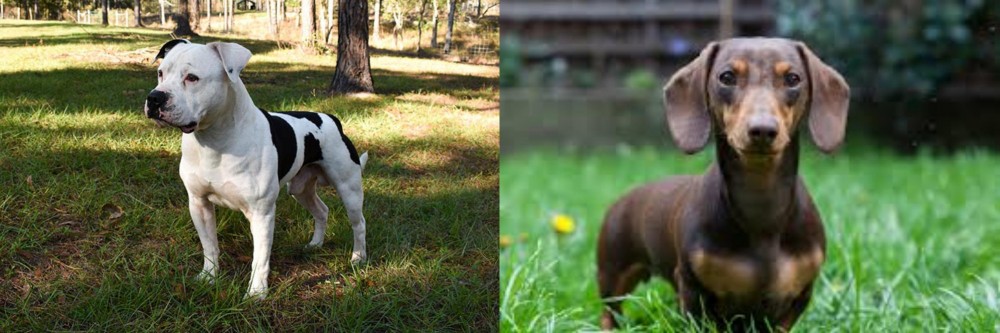 Miniature Dachshund vs American Bulldog - Breed Comparison