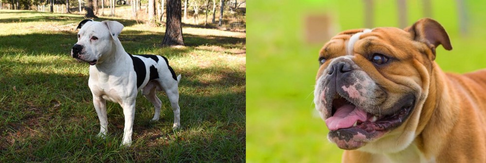 Miniature English Bulldog vs American Bulldog - Breed Comparison