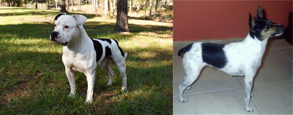Miniature Fox Terrier vs American Bulldog - Breed Comparison
