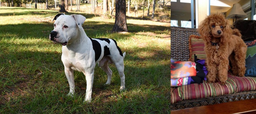 Miniature Poodle vs American Bulldog - Breed Comparison