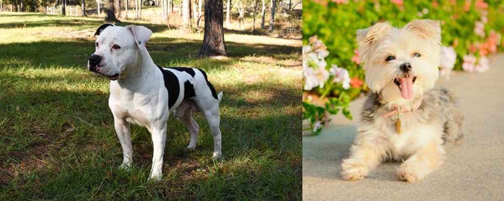 Morkie vs American Bulldog - Breed Comparison