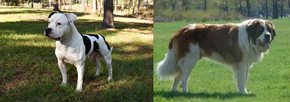 Moscow Watchdog vs American Bulldog - Breed Comparison
