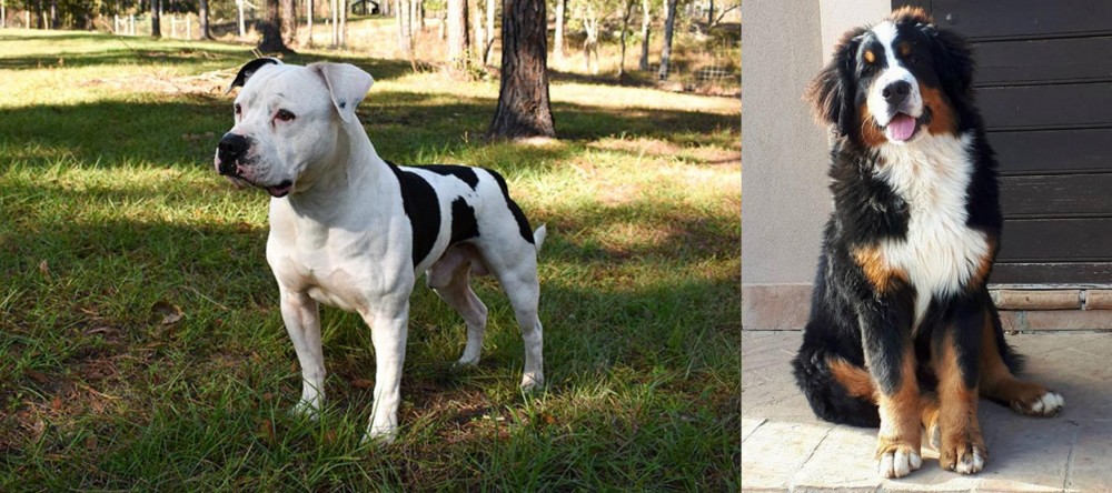 Mountain Burmese vs American Bulldog - Breed Comparison