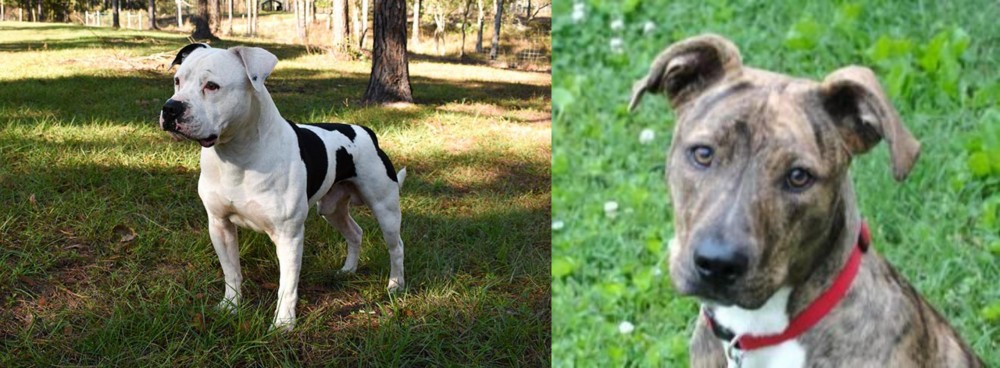 Mountain Cur vs American Bulldog - Breed Comparison