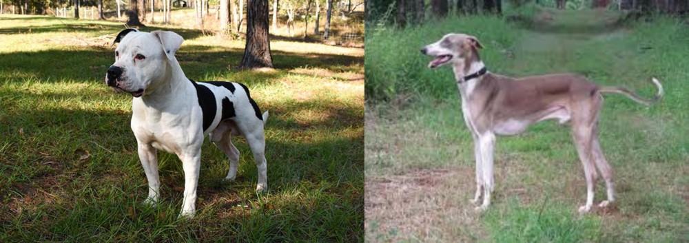 Mudhol Hound vs American Bulldog - Breed Comparison