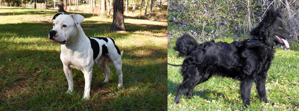 Mudi vs American Bulldog - Breed Comparison