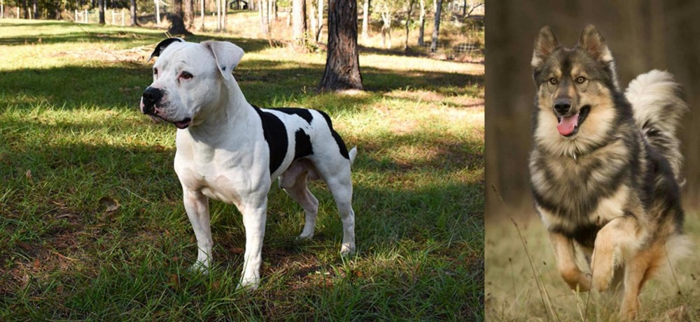 Native American Indian Dog vs American Bulldog - Breed Comparison