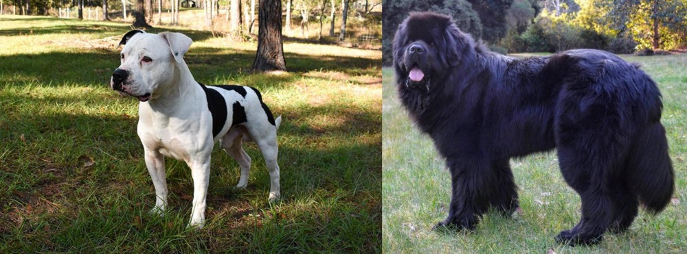 Newfoundland Dog vs American Bulldog - Breed Comparison
