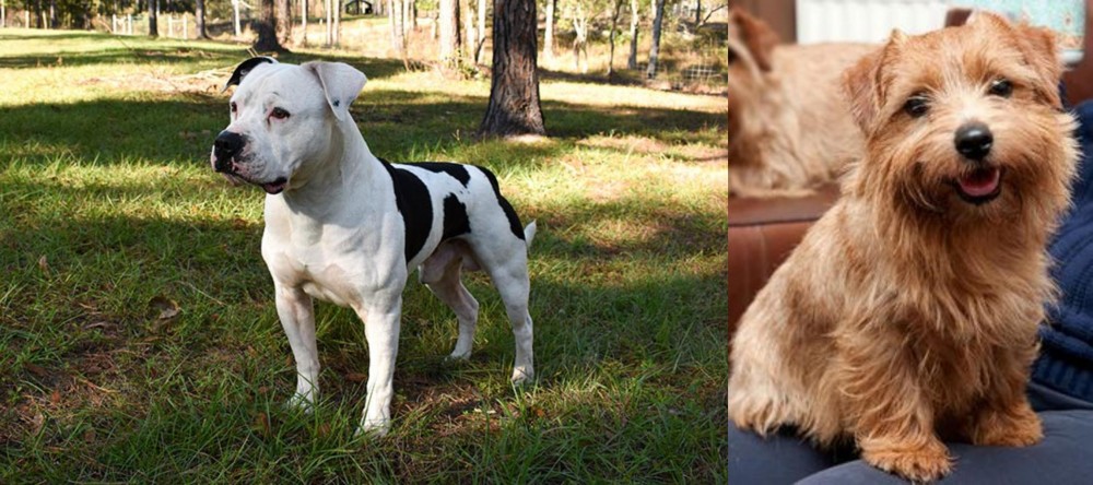 Norfolk Terrier vs American Bulldog - Breed Comparison