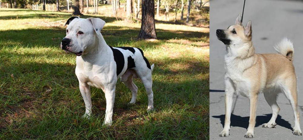 Norwegian Buhund vs American Bulldog - Breed Comparison